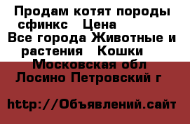 Продам котят породы сфинкс › Цена ­ 4 000 - Все города Животные и растения » Кошки   . Московская обл.,Лосино-Петровский г.